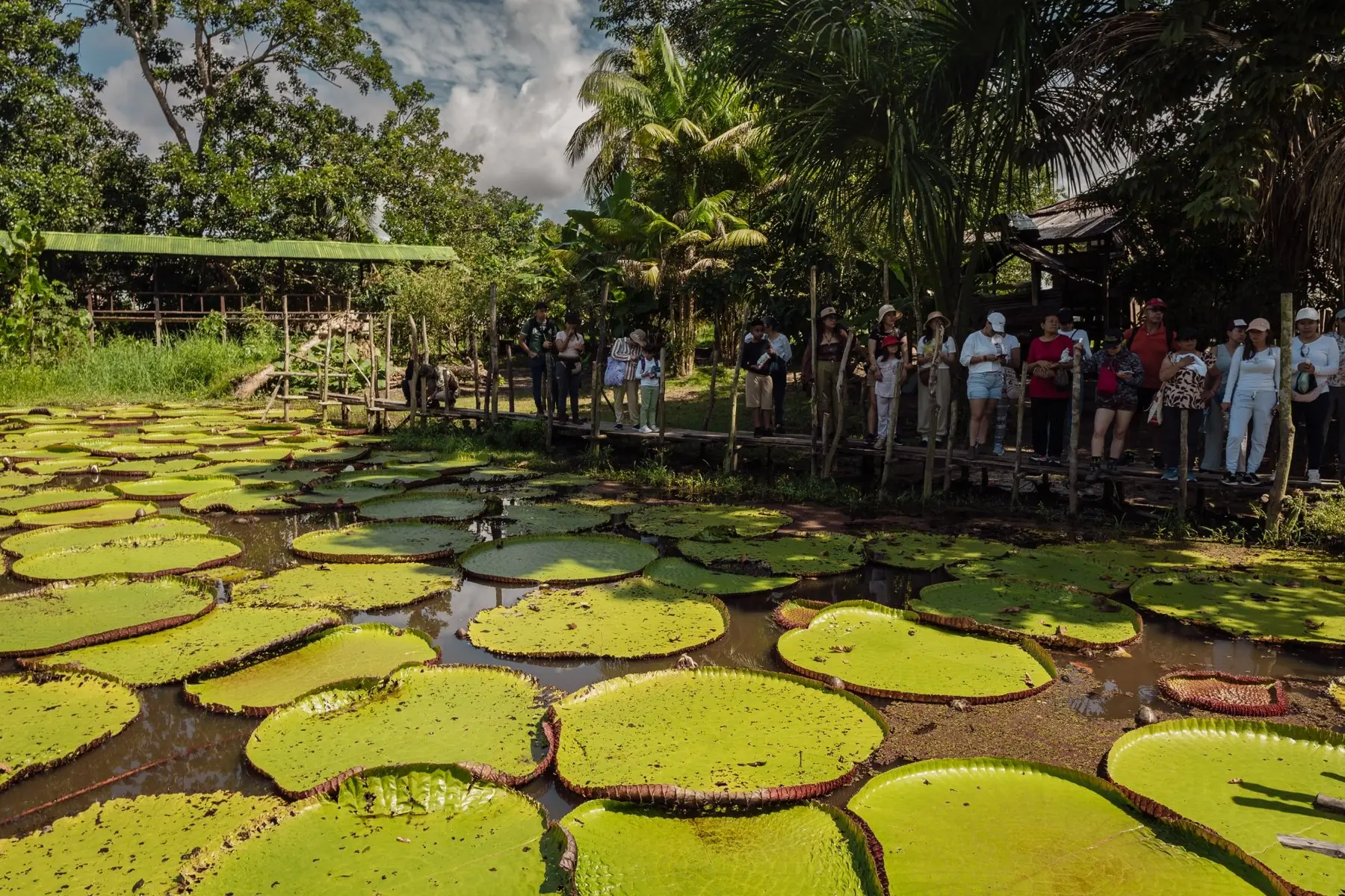 Viajeros junto a la Victoria Regia en la AmazonÃ­a colombiana