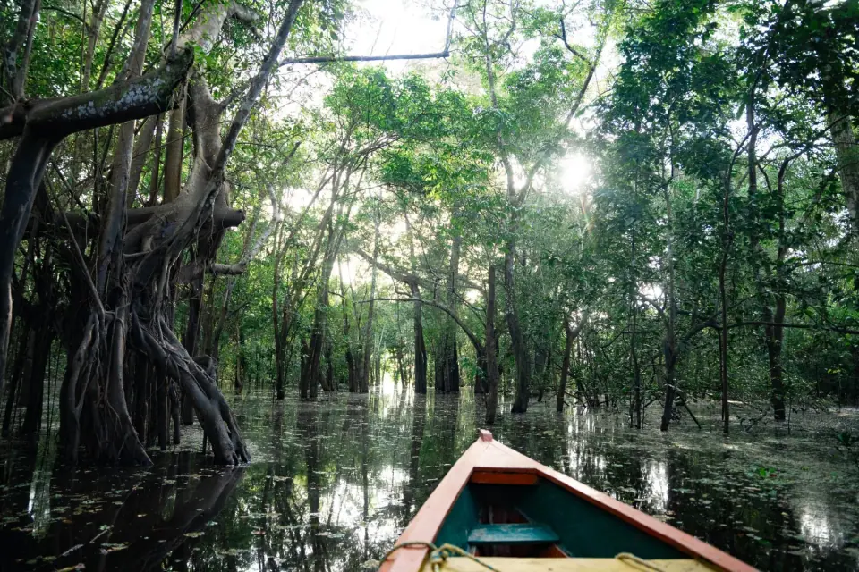 Foresta allagata a Leticia Amazonas durante la stagione dell'acqua alta